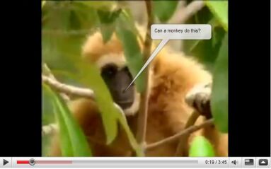 Monkey Death Wish