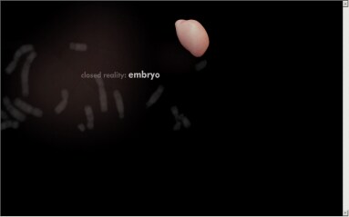 embryo