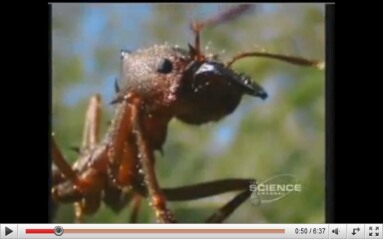 ants!