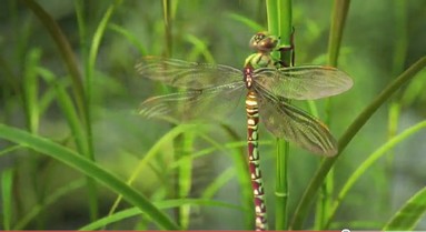 Nature by Numbers